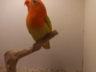 Rødhovdetdvp i Opalin Dilute.