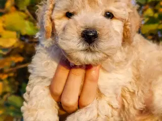 Billedskønne labradoodle 1b hvalpe