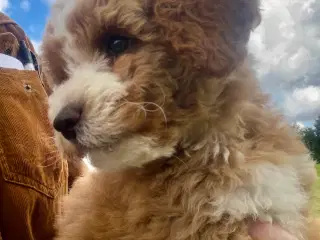 Maltipoo hvalpe