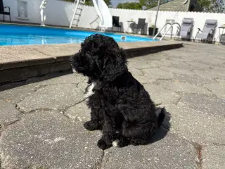 Maltipoo-hvalpe med charme og krudt i halen!