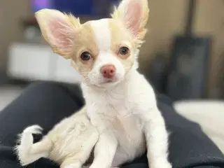 Chihuahua hvalp 
