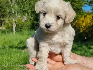 Boomer/Puddel hvalpe