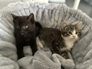 Super søde flaske killinger