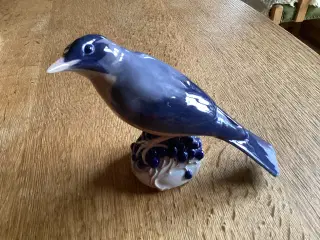 Kgl Drossel Fugl siddende på blå Bær