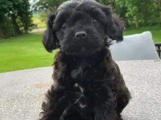 Mini Maltipoo pige 