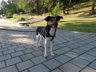 Lola - kærlig glad ung hund