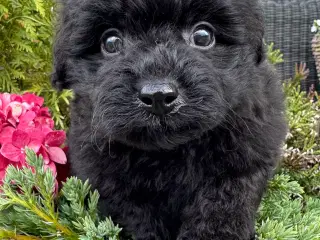 Pomerania hvalpe til sommerferien 