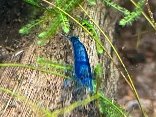 Rejer blå Neocaridina davidi – Blue diamond shrimp