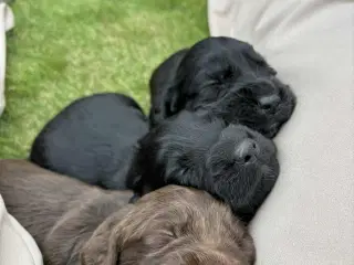 Ft. Cocker spaniel hvalpe