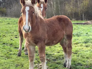 Ardenner hingste føl