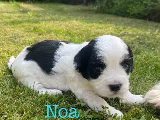 Bichon Havanais hundehvalpe 