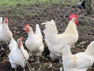 Rugeæg fra racehøns 