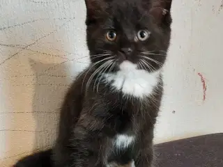 British shorthair mor