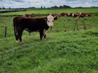 Hereford ungtyr