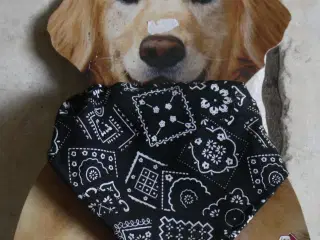 Hundehalsbånd med tørklæde