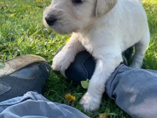 Allergivenlige goldendoodles hvalpe