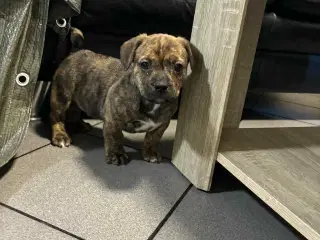 Dansk-Svensk gårdhund- Fransk Bulldog