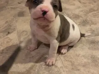 Hundehvalpe staff og fransk