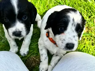 F.t springer/F.t cockerspaniel