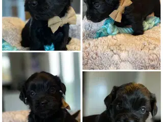 Bichon Havanais kuld