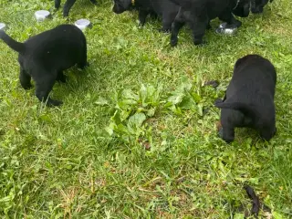 Kærlige Labrador hvalpe med gode jagt gener