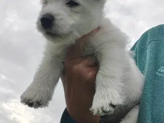 Westie hvalpe rejse klar om en uge d 31)7