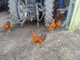 New Hampshire haner / kokke