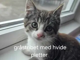 2 søde kattekillinger - hunkatte - søger nyt hjem 