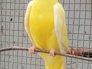Gule elegant 