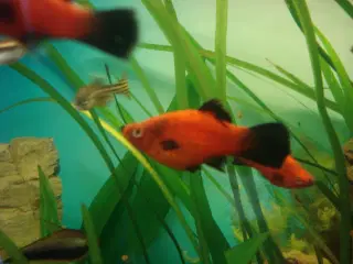 Rød Wagtail Platy.
