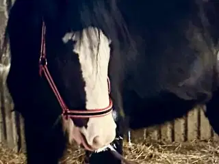 Irish cob vallak 