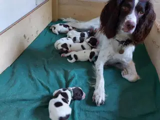 FT Springer Spaniel hvalpe 