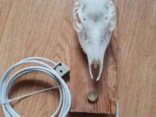 Rådyr lampe