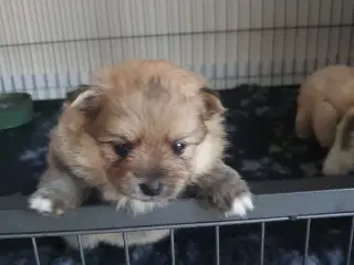 Pomeranian 