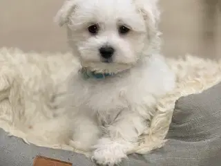 De smukkeste Maltichon babyer