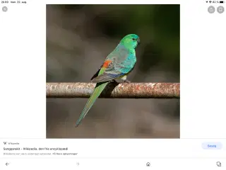 Grøn sanger parakit