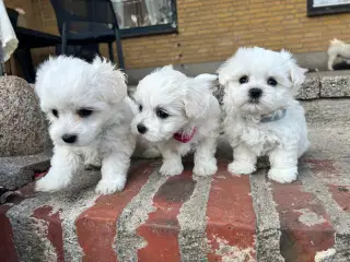 Bichon malteser/havanais 