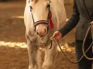 Irish Cob hoppeføl