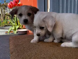 Bichon frise/chihuahua/malteser hvalpe