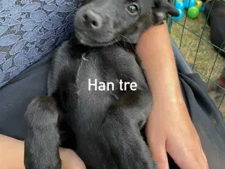 De dejligste hvalpe sælges 
