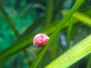 Posthus snegle 