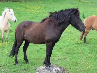 Islænder. Baltazar (sort) født 20/5-2021.