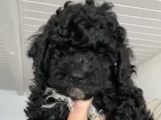 Cavapoo hvalpe