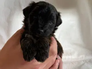 Shipapoo
