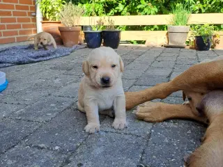 Labrador hvalpe Sælges 