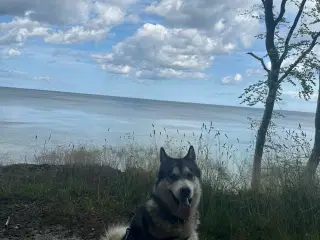 Alaskan malamute 2 år