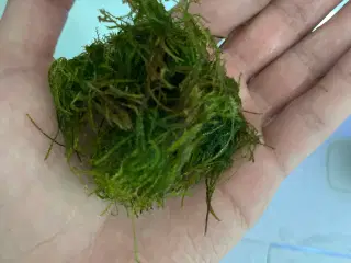 Spiky Mos