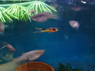 Red cheast endler guppy 