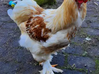 Brahma hane søger nyt hjem