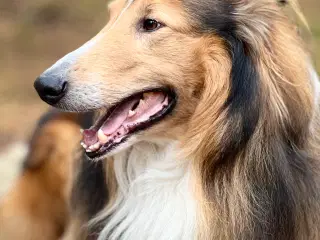 American Collie 